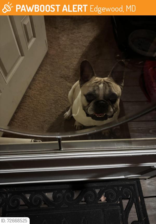 Found/Stray Male Dog last seen Laburnum, Edgewood, MD 21040