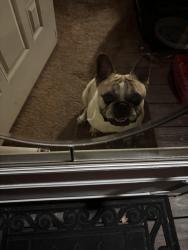 Found/Stray Male Dog last seen Laburnum, Edgewood, MD 21040