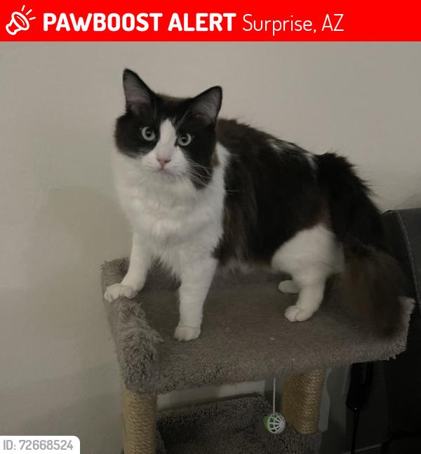 Lost Male Cat last seen Via de Luna Surprise AZ, Surprise, AZ 85387