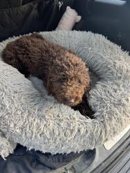 Found/Stray Female Dog last seen Cumnock exit , Cumnock, NC 27330