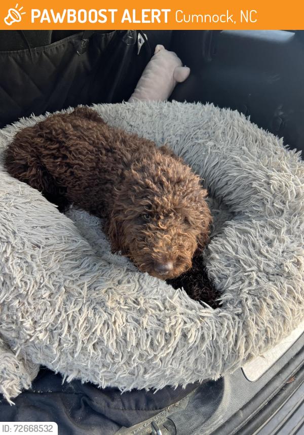 Found/Stray Female Dog last seen Cumnock exit , Cumnock, NC 27330