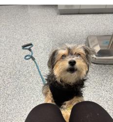 Lost Female Dog last seen Neptune pointe Ln, Kissimmee, FL 34744