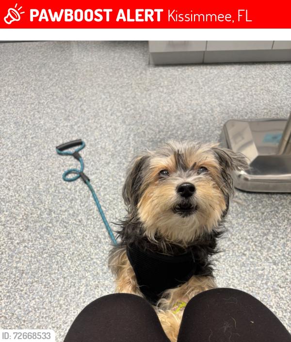 Lost Female Dog last seen Neptune pointe Ln, Kissimmee, FL 34744