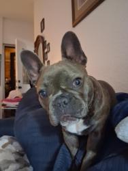 Lost Female Dog last seen Holiday and Jacksboro hwy, Wichita Falls, TX 76301