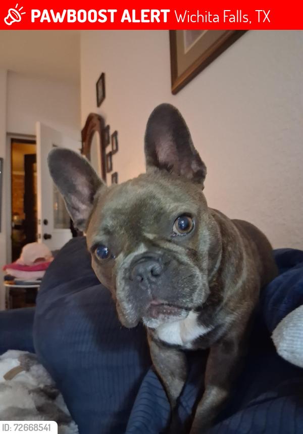 Lost Female Dog last seen Holiday and Jacksboro hwy, Wichita Falls, TX 76301
