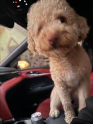 Lost Male Dog last seen Last seen on Tudor and Waldo ct , Modesto, CA 95358