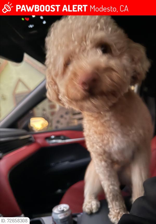 Lost Male Dog last seen Last seen on Tudor and Waldo ct , Modesto, CA 95358