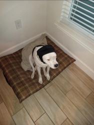 Lost Female Dog last seen Spaulding Street Port charlotte, FL 33953, Port Charlotte, FL 33953