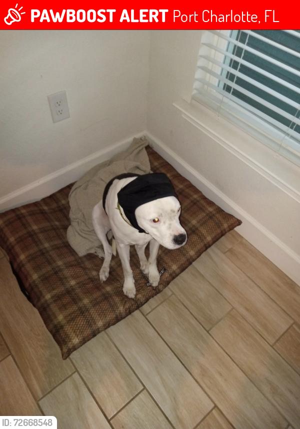 Lost Female Dog last seen Spaulding Street Port charlotte, FL 33953, Port Charlotte, FL 33953