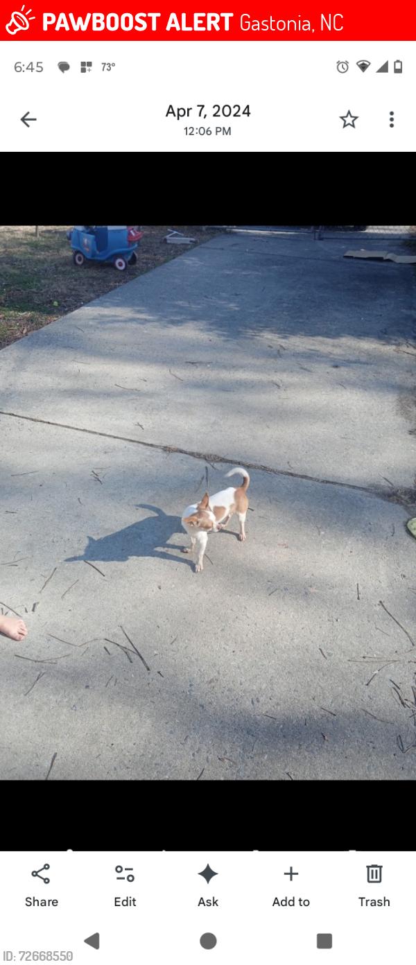 Lost Male Dog last seen Randy drive, Gastonia, NC 28052