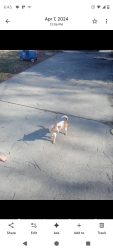 Lost Male Dog last seen Randy drive, Gastonia, NC 28052