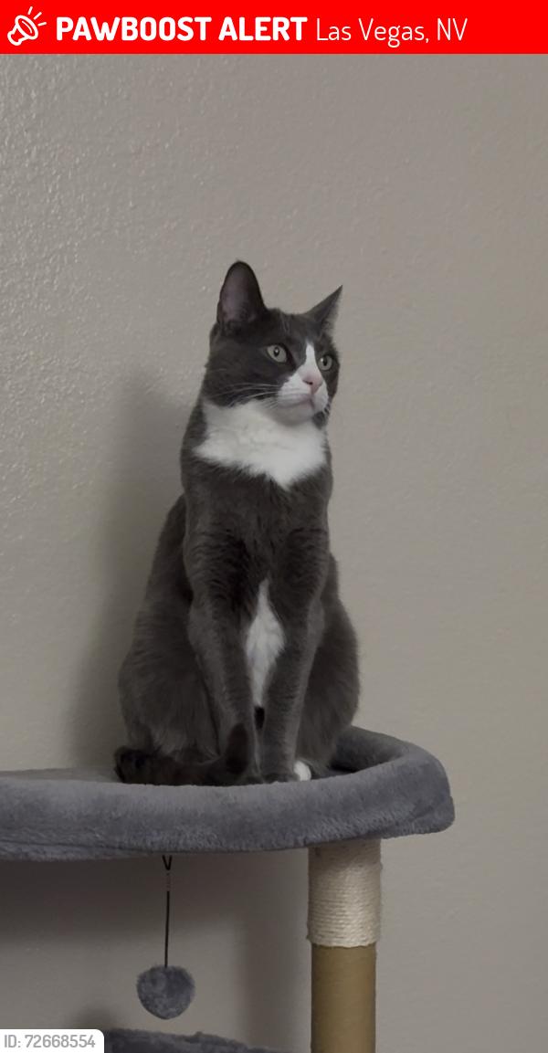 Lost Female Cat last seen University Avenue x Escondido St, Las Vegas, NV 89119