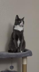 Lost Female Cat last seen University Avenue x Escondido St, Las Vegas, NV 89119