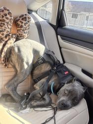 Lost Male Dog last seen Spring Lake , Casablanca Neighborhood, Fayetteville, NC 28307
