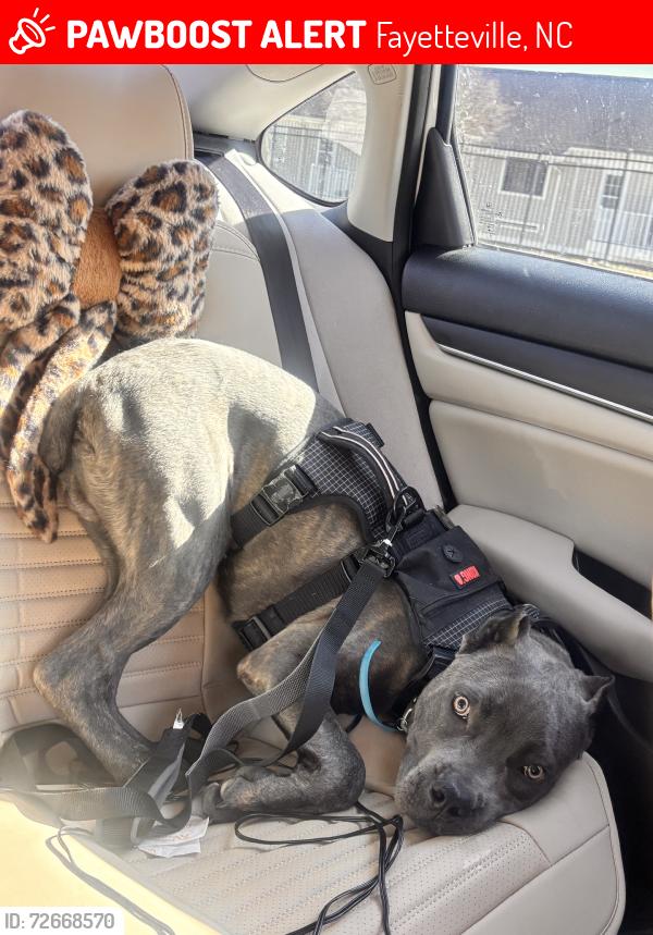 Lost Male Dog last seen Spring Lake , Casablanca Neighborhood, Fayetteville, NC 28307