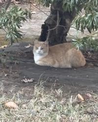 Found/Stray Unknown Cat last seen Farmington Neighborhood , Hampton, VA 23605