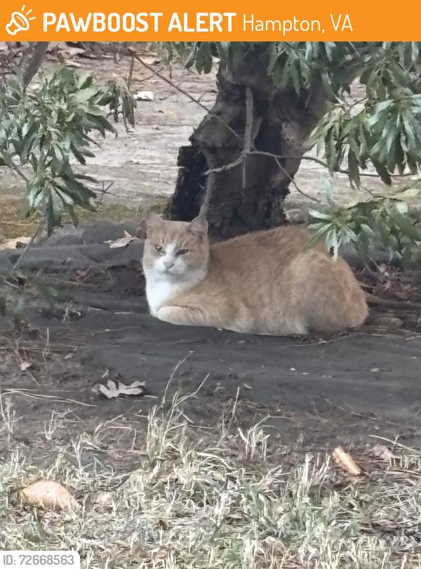 Found/Stray Unknown Cat last seen Farmington Neighborhood , Hampton, VA 23605
