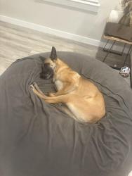 Lost Female Dog last seen Dollar general , Heartland, TX 75126