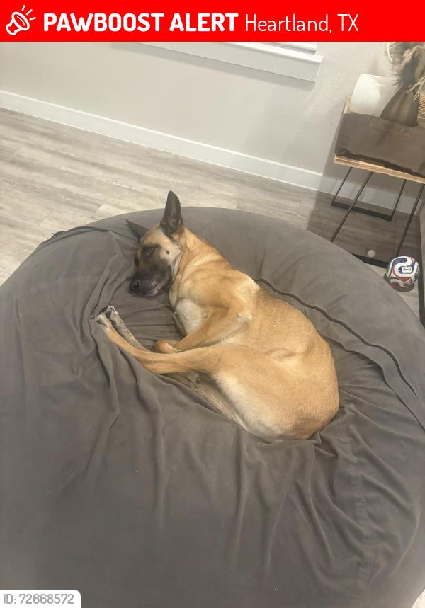 Lost Female Dog last seen Dollar general , Heartland, TX 75126