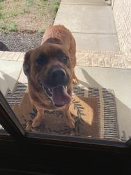 Found/Stray Unknown Dog last seen Roaming the neighborhood , Bedford County, TN 37020