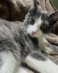 Lost Male Cat last seen Bushwick street, Los Angeles, CA 90065