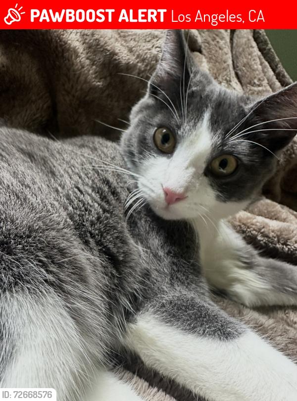 Lost Male Cat last seen Bushwick street, Los Angeles, CA 90065