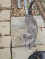 Found/Stray Female Cat last seen Landing and northern drive , League City, TX 77573