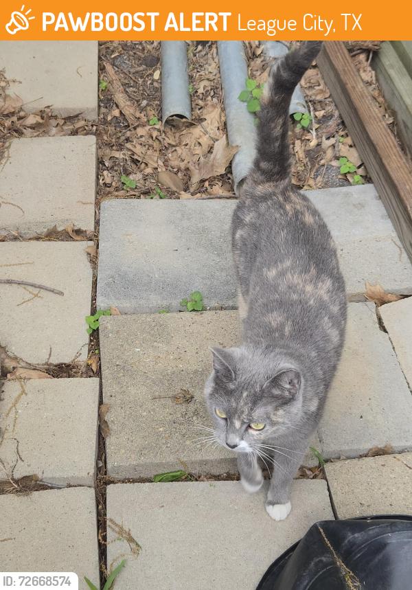 Found/Stray Female Cat last seen Landing and northern drive , League City, TX 77573