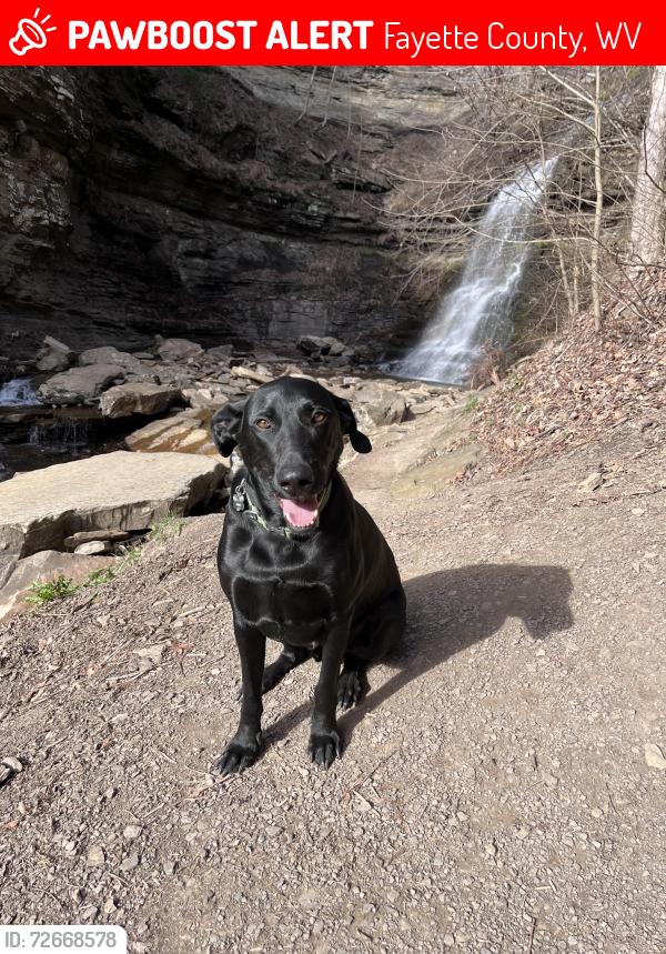 Lost Male Dog last seen Sunday road, Victor, wv 25938, Fayette County, WV 26678