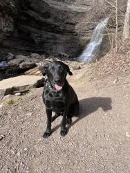 Lost Male Dog last seen Sunday road, Victor, wv 25938, Fayette County, WV 26678
