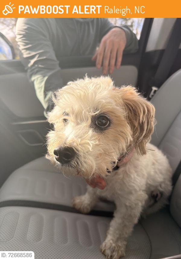 Found/Stray Female Dog last seen Hiking trail/den, Raleigh, NC 27614