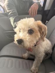 Found/Stray Female Dog last seen Hiking trail/den, Raleigh, NC 27614
