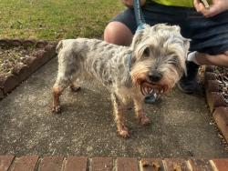 Found/Stray Male Dog last seen Off Skeet Club Rd near the Deep River Recreation Center in High Point, High Point, NC 27265