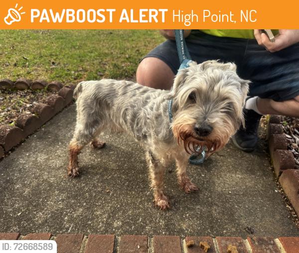 Found/Stray Male Dog last seen Off Skeet Club Rd near the Deep River Recreation Center in High Point, High Point, NC 27265