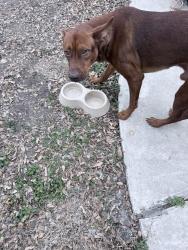Found/Stray Male Dog last seen Brightview St , San Antonio, TX 78217