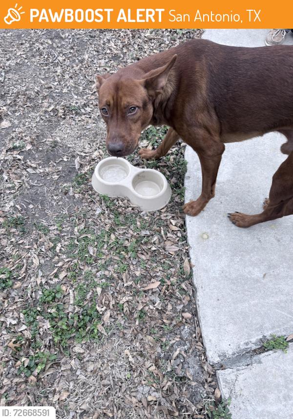 Found/Stray Male Dog last seen Brightview St , San Antonio, TX 78217