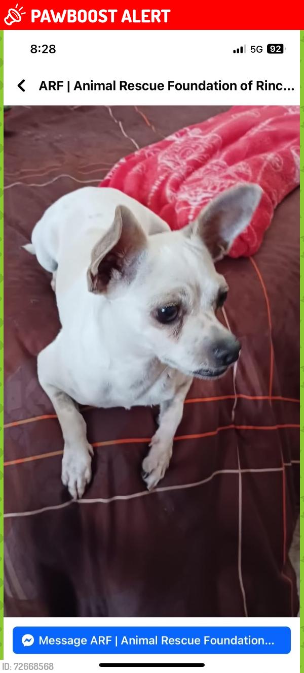 Lost Female Dog last seen Bear lake road , Thornhurst Township, PA 18424