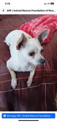 Lost Female Dog last seen Bear lake road , Thornhurst Township, PA 18424