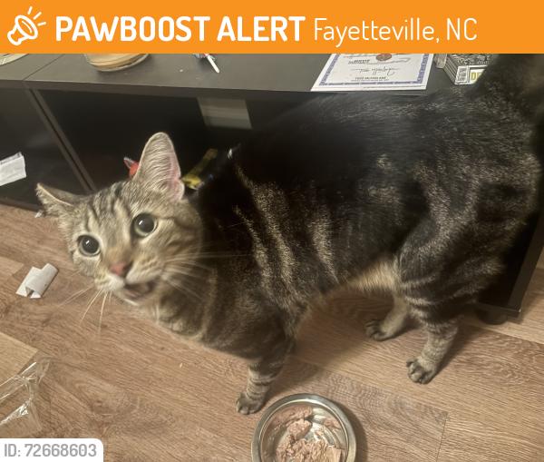 Found/Stray Unknown Cat last seen Enclave Apartmentd , Fayetteville, NC 28301