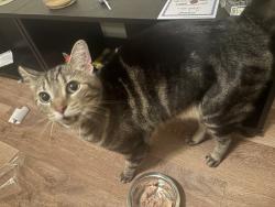 Found/Stray Unknown Cat last seen Enclave Apartmentd , Fayetteville, NC 28301