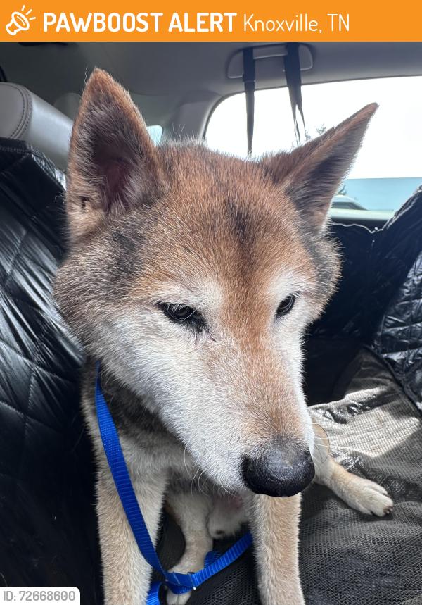 Found/Stray Male Dog last seen In Sheffield Subdivision , Knoxville, TN 37934