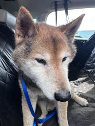 Found/Stray Male Dog last seen In Sheffield Subdivision , Knoxville, TN 37934