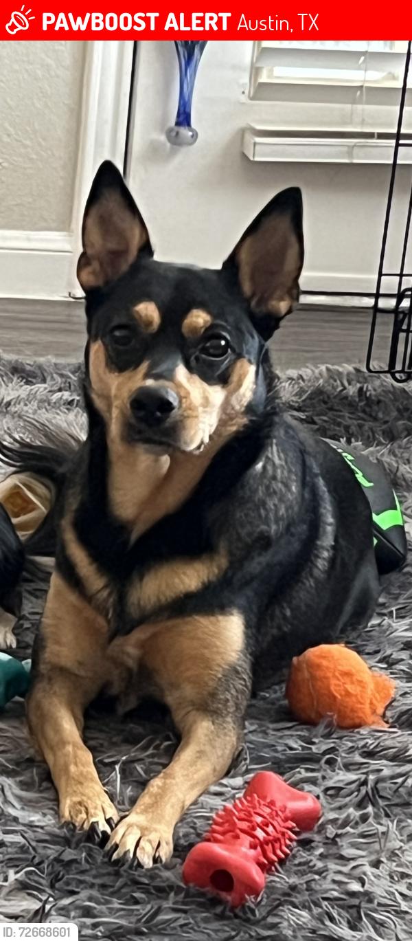 Lost Female Dog last seen Silvermine / chinook , Austin, TX 78735