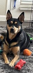 Lost Female Dog last seen Silvermine / chinook , Austin, TX 78735