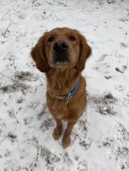Lost Female Dog last seen fields off ponderosa rd and us 17, Merry Hill, NC 27957