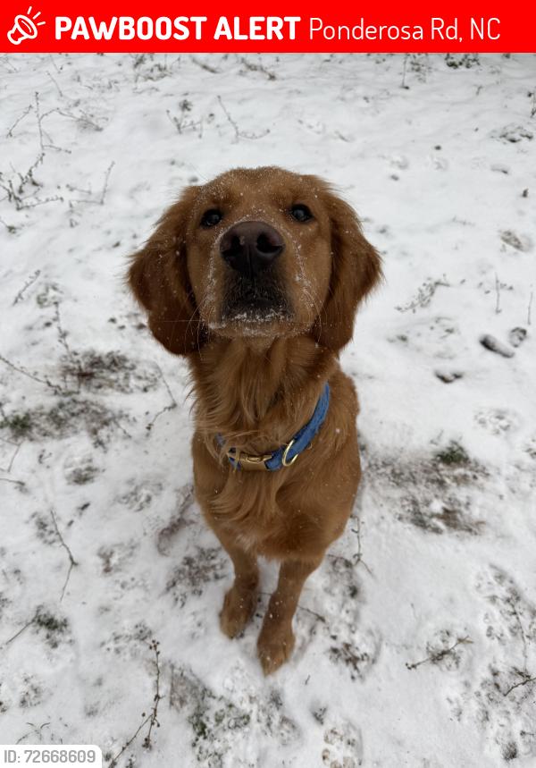 Lost Female Dog last seen fields off ponderosa rd and us 17, Merry Hill, NC 27957