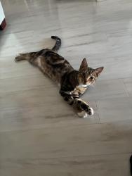 Lost Male Cat last seen Near englewood ave in country club, Lehigh Acres, FL 33936