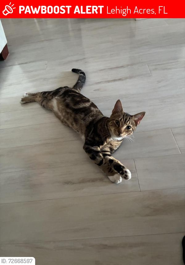 Lost Male Cat last seen Near englewood ave in country club, Lehigh Acres, FL 33936