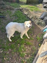 Found/Stray Female Dog last seen Botanic Gardens, Memphis, TN 38117