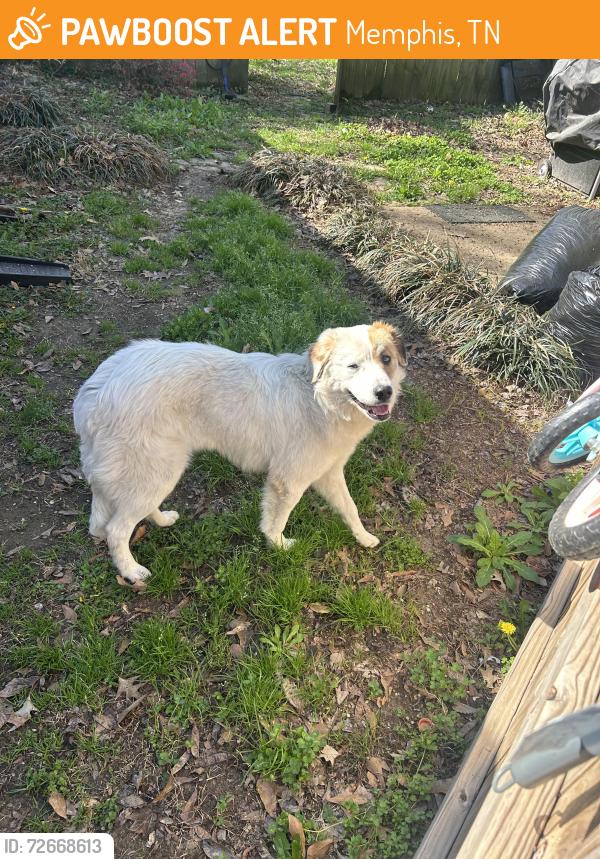 Found/Stray Female Dog last seen Botanic Gardens, Memphis, TN 38117